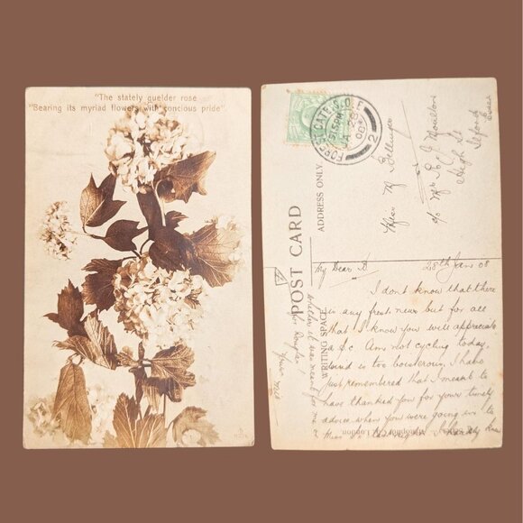 Vintage postmarked 1908 Postcard Art Nouveau Elderflowers - Picture 1 of 2